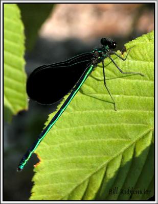 dragon_fly_web_framed.jpg