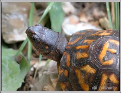 turtle1_web_framed.jpg