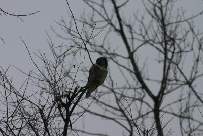 Northern Hawk Owl