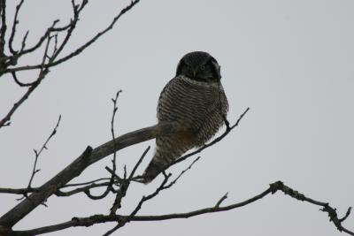 Northern Hawk Owl