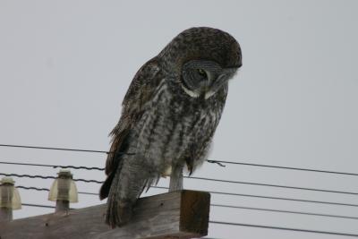 Great Gray Owl