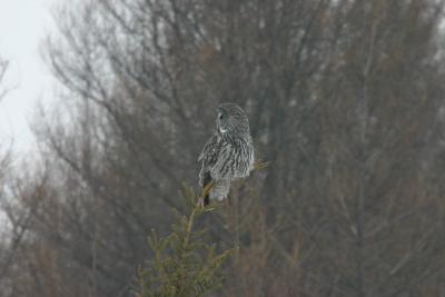 Great Gray Owl