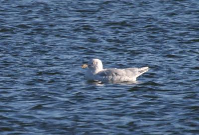 u46/birdercellist/medium/39957355.jpg