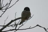 Northern Hawk Owl