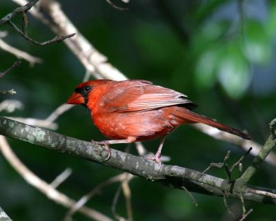 Cardinal in Tree