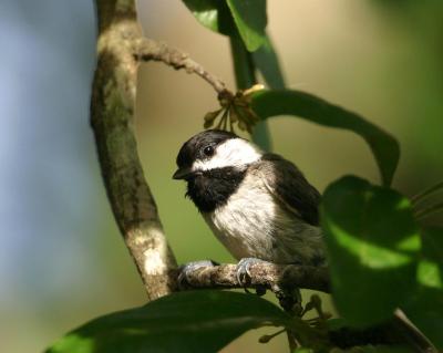 Carolina Chickadee