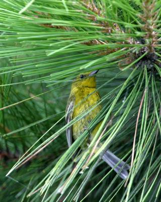 Pine Warbler (Cowbird Host) I