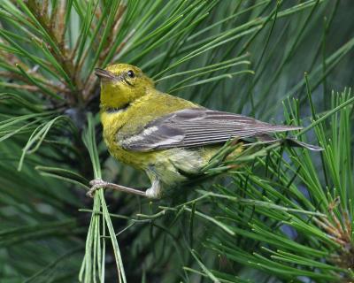 Pine Warbler (Cowbird Host)II