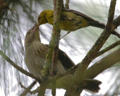 Pine Warbler Host Feeding Cowbird I