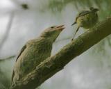 Pine Warbler Host Feeding Cowbird II