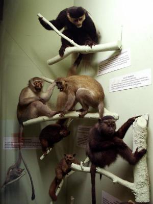 Primates, National Museum