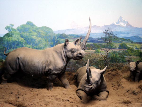 Black Rhinoceros, National Museum