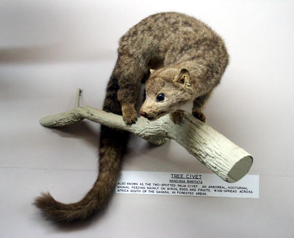 Tree Civet, National Museum