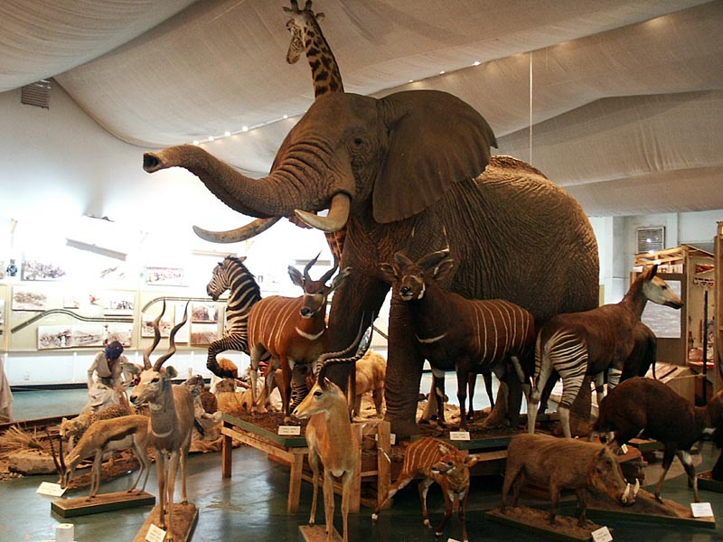 Impressive display of Kenyan wildlife, National Museum