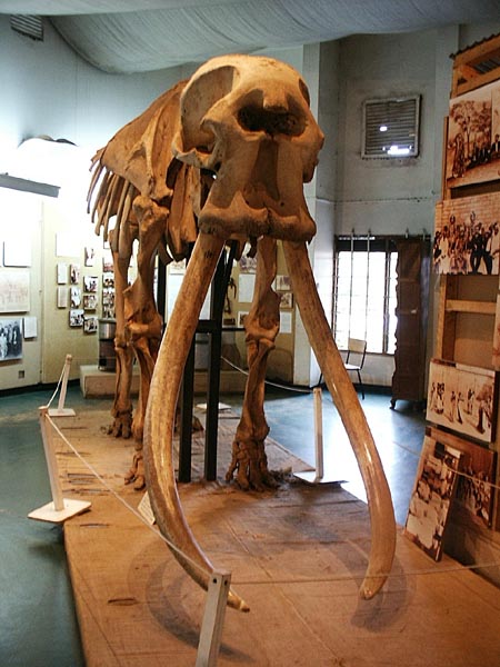 The skeleton of Ahmed, National Museum