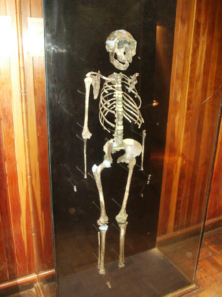 An almost complete skeleton of a Homo Erectus boy