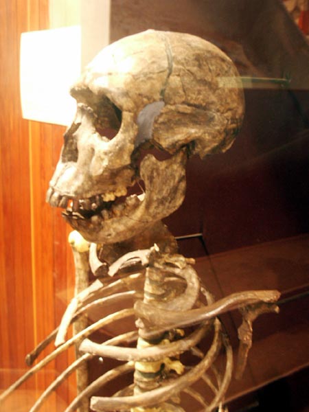 Homo Erectus skeleton found in Kenya