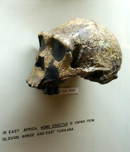 Homo Erectus skull, Kenya National Museum