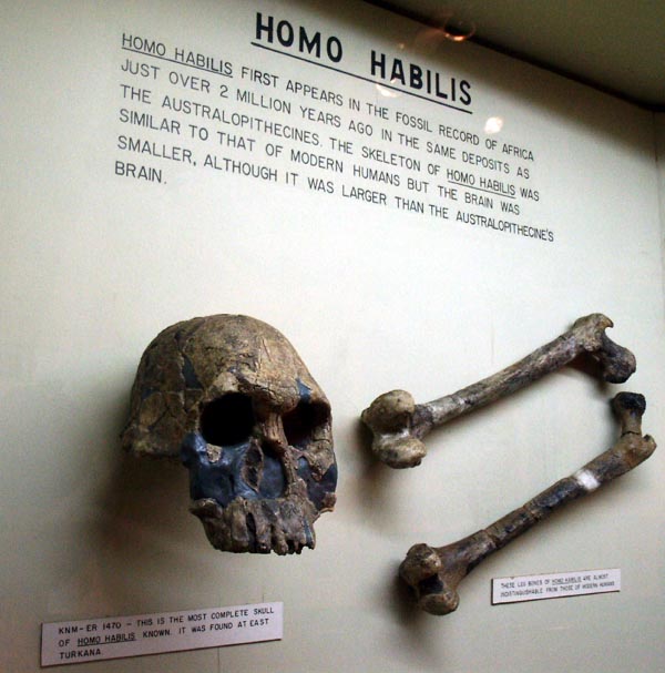 Homo Habilis, 2 million years old