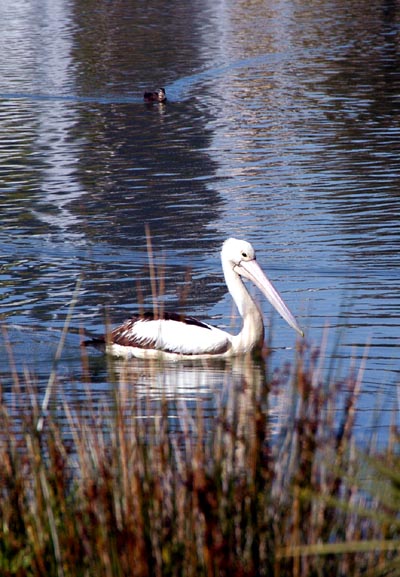 Pelican in Perth