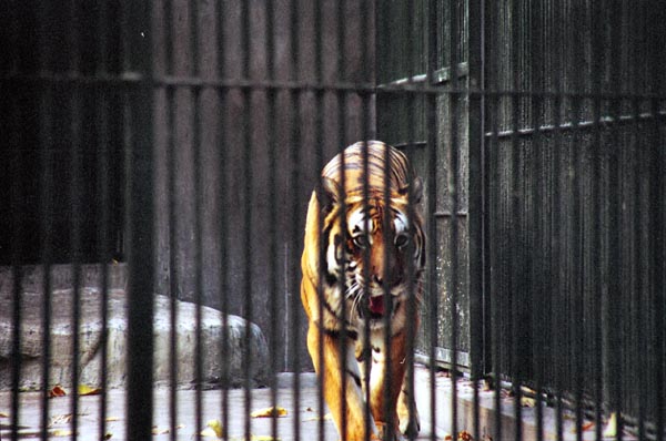 We were brought to the Canton Zoo to see the Giant Pandas, but we had to settle for a hungry tiger
