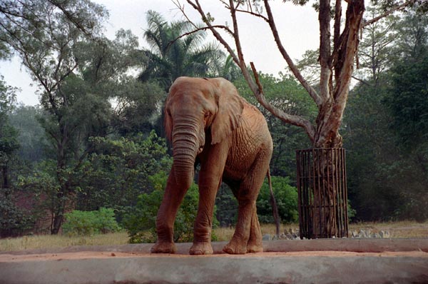 Skinny elephant at the Canton Zoo