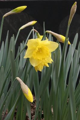 Daffodil, 1st of 2005