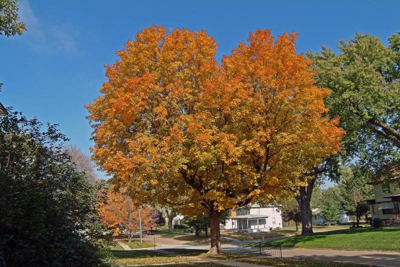 The Tree Next Door on 1st Avenue SE, Le Mars