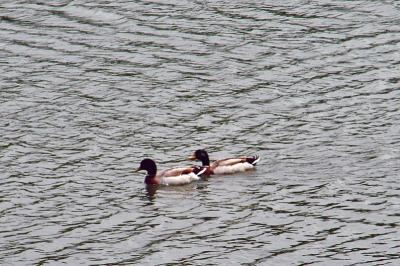 Ducks in the Municipal Park Pond