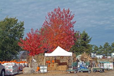 Harvest Bounty For Sale -- With Wagons for Children to Haul Their Pumpkins in from the Fields