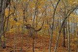 Woods of Minnesota Harvest Apple Orchard Near Belle Plain, MN