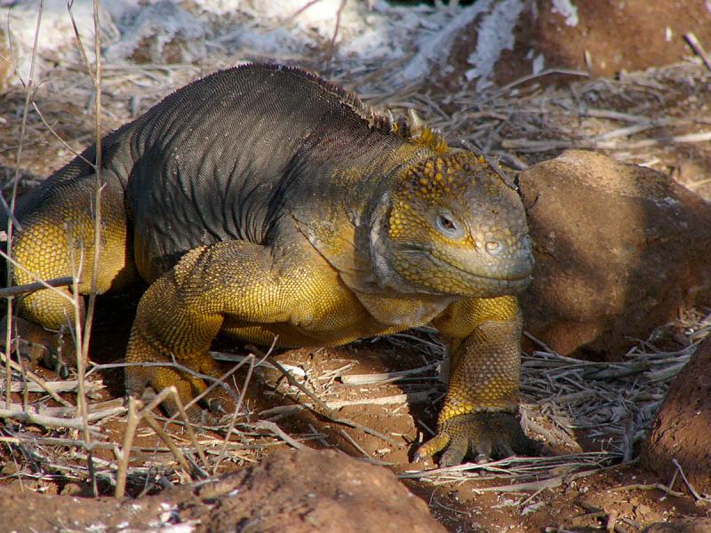 117 Land Iguana.jpg