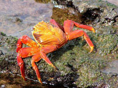 788 Sally Lightfoot crab.jpg