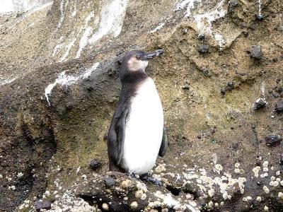 875 Galapagos Penguin.jpg
