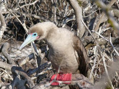 157 Red-footed Booby.jpg