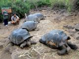 009 Julian (our guide) with giant tortoises.jpg