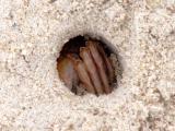 079 Ghost crab in hole.jpg