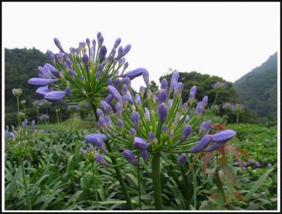 Blue Flower