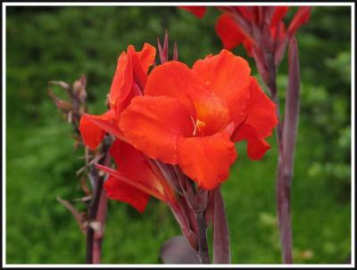 Botanical garden flower