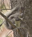 Aberts Squirrel