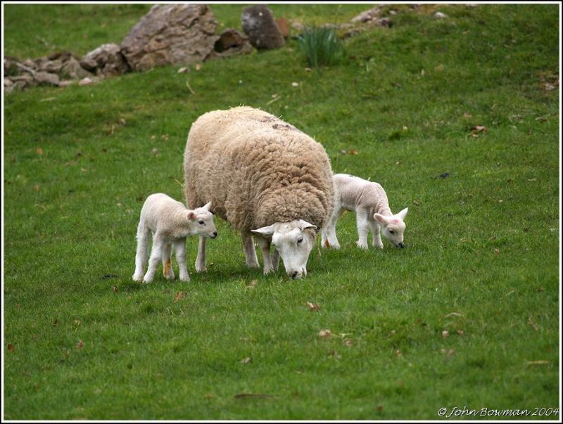 P2288782 NEW LAMBS web.jpg