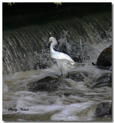 Snowny egret in evening garb