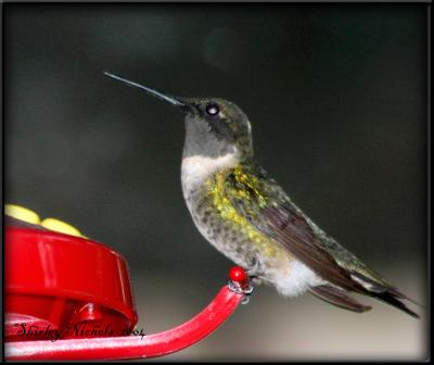 Hummer at night-1.jpg