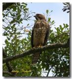 hawk hunting a meal