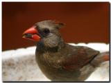 Young red lady cardinal