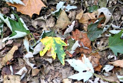 Fall-Leaves.jpg