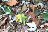 Fall-Leaves.jpg