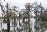 Lake Martin