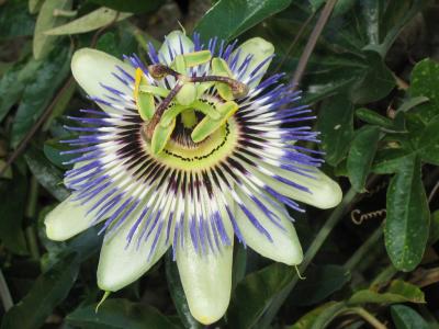 Les Arques: passion fruit flower