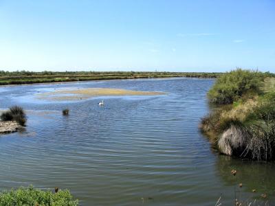 Domaine de Certes: fish pond